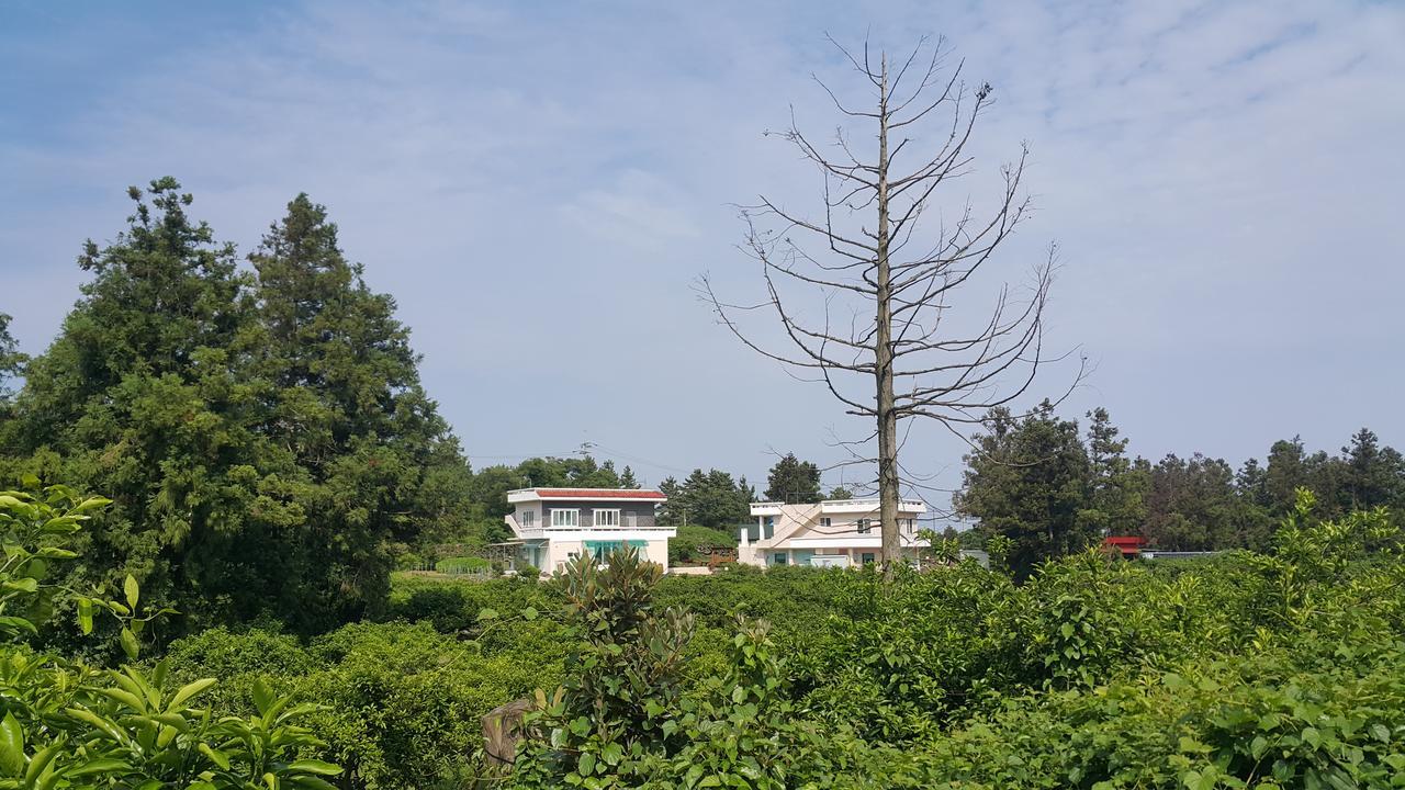 예례동 제주 머무리 빌라 외부 사진