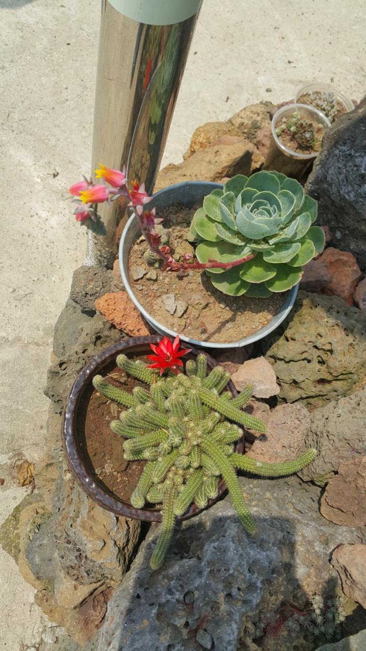 예례동 제주 머무리 빌라 외부 사진