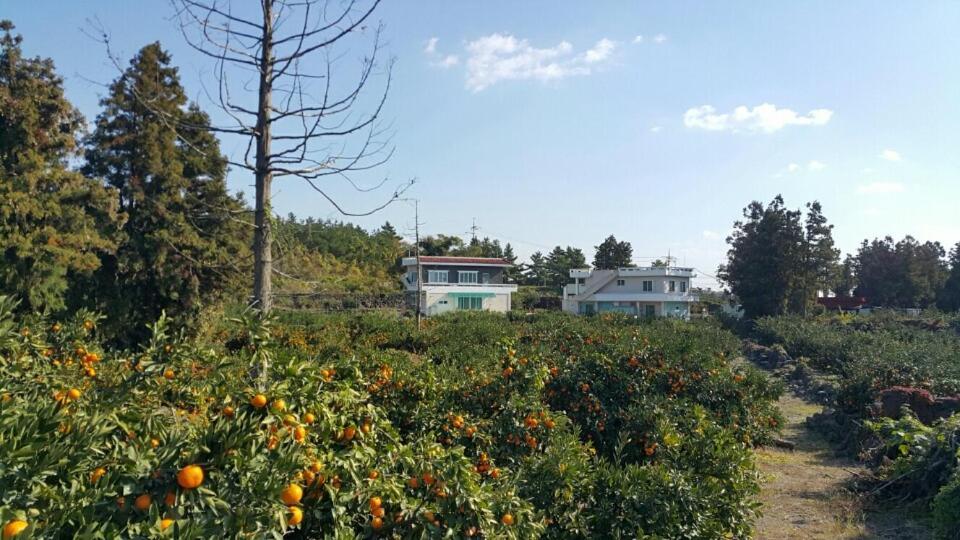 예례동 제주 머무리 빌라 외부 사진